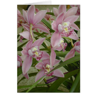 Orquídea rosada del Cymbidium