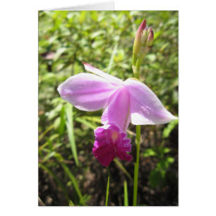 Orquídea salvaje - modificada para requisitos