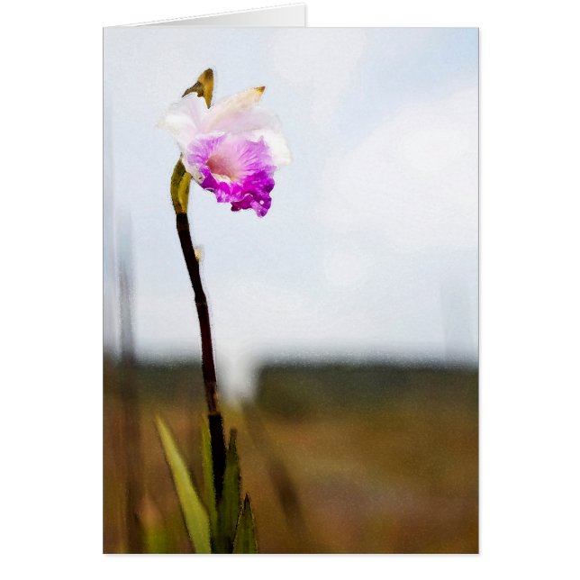 Orquídea silvestre del volcán tropical hawaiano (Frente)
