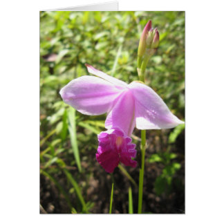 Orquídea silvestre - Personalizada