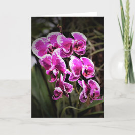 Orquídea, tarjeta
