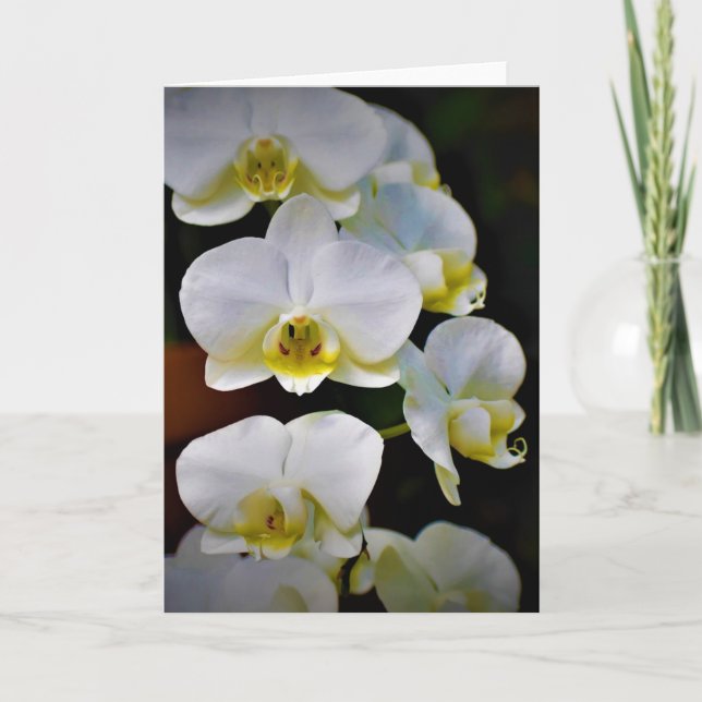 Orquídea, tarjeta (Anverso)