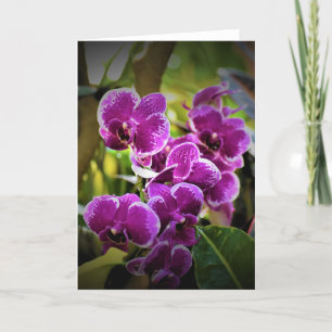 Orquídea, tarjeta