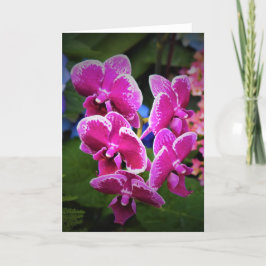 Orquídea, tarjeta