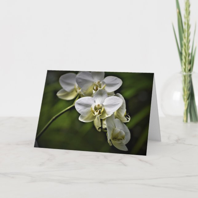 Orquídea, tarjeta (Anverso)