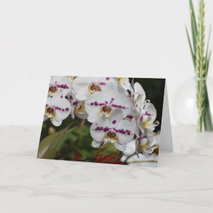 Orquídea, tarjeta