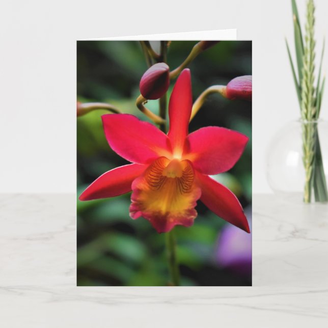 Orquídea, tarjeta (Anverso)