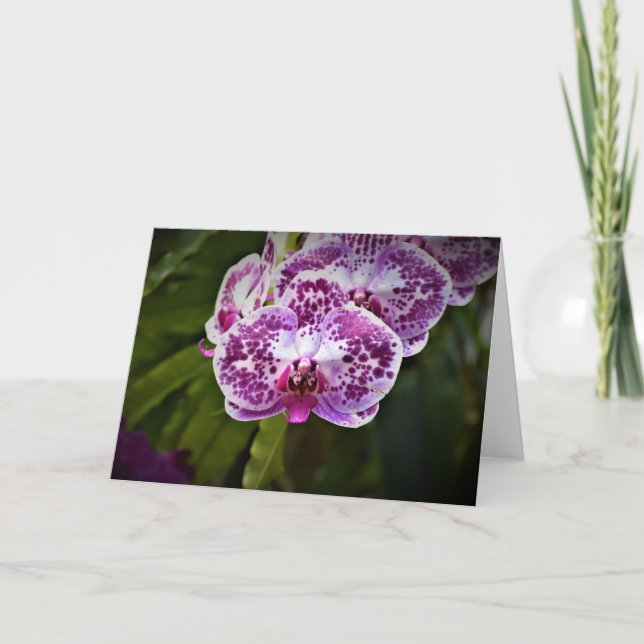 Orquídea, tarjeta (Anverso)