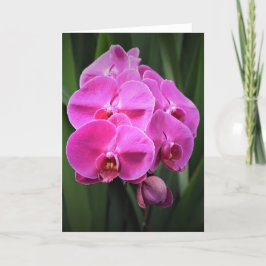 Orquídea, tarjeta