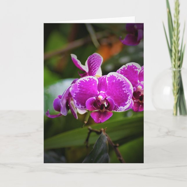 Orquídea, tarjeta (Anverso)