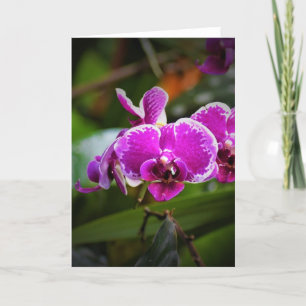 Orquídea, tarjeta