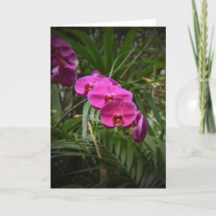 Orquídea, tarjeta