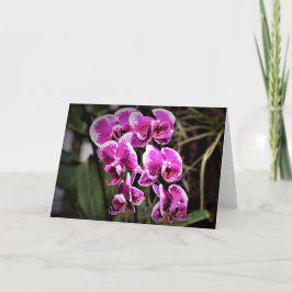 Orquídea, tarjeta