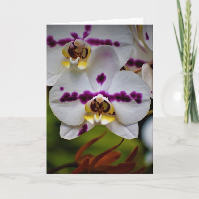 Orquídea, tarjeta (Anverso)