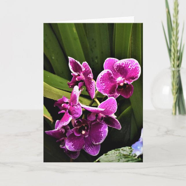 Orquídea, tarjeta (Anverso)