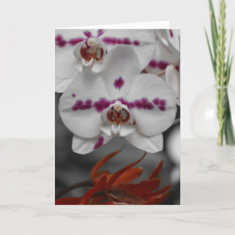Orquídea, tarjeta