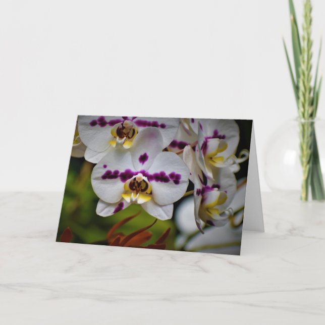 Orquídea, tarjeta (Anverso)