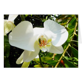 Orquídea - Tarjeta en blanco
