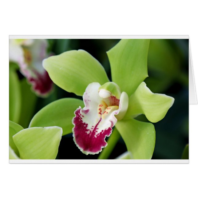 Orquídea Verde (Anverso (Horizontal))