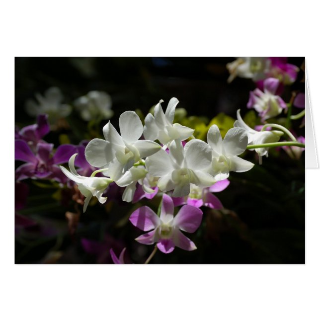 Orquídeas (Anverso (Horizontal))