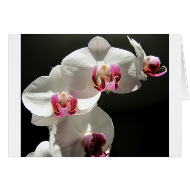Orquídeas (Anverso (Horizontal))