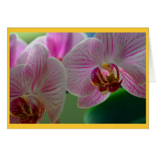 Orquídeas