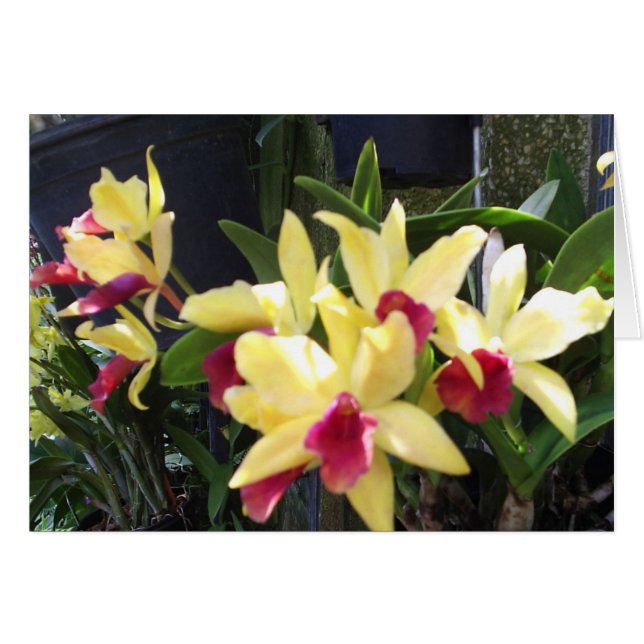 Orquídeas 22 (Anverso (Horizontal))