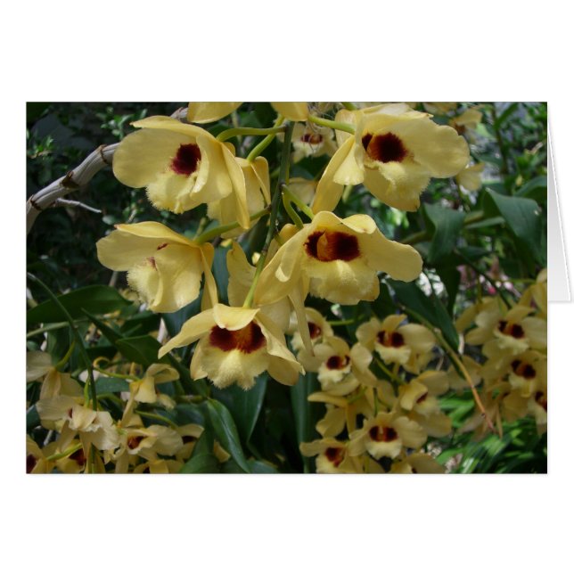 Orquídeas Amarillas y Marrones Elegante Floral (Anverso (Horizontal))