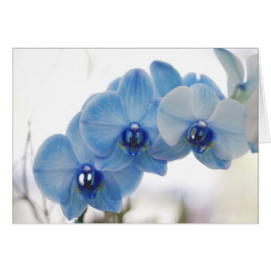 Orquídeas azules