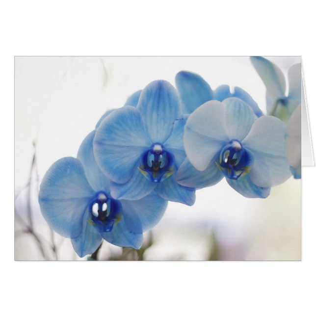 Orquídeas azules (Anverso (Horizontal))