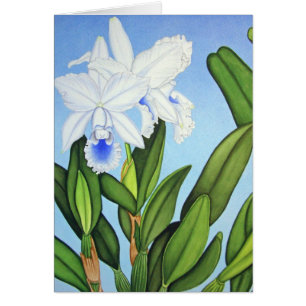 Orquídeas azules de Cattleya