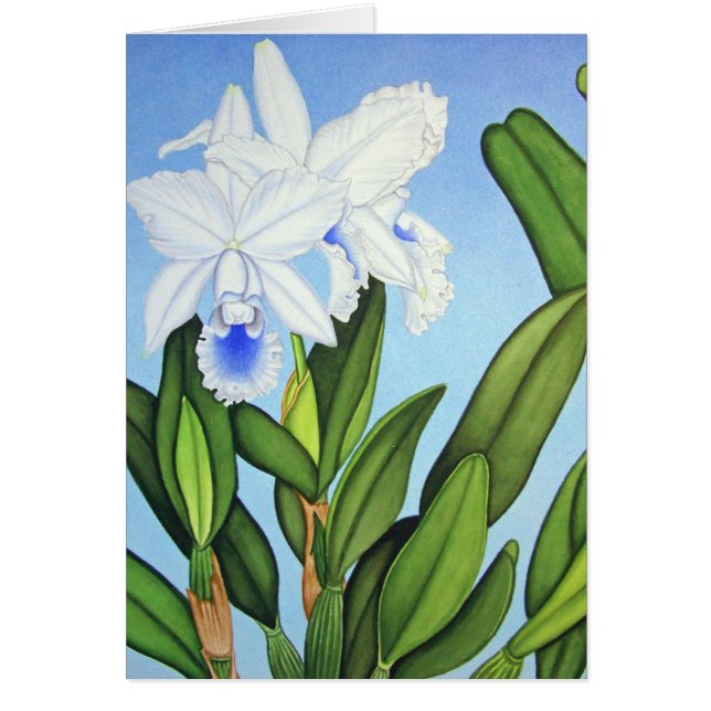 Orquídeas azules de Cattleya (Frente)