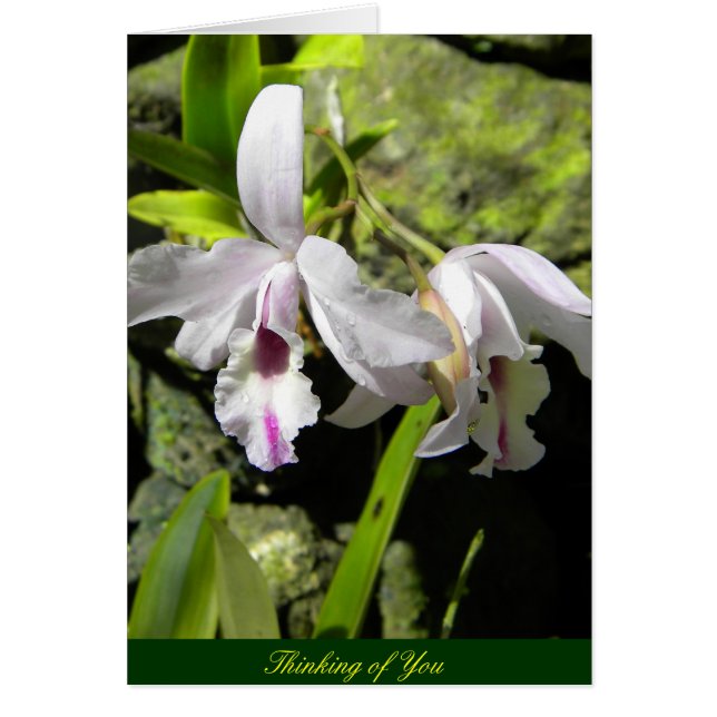Orquídeas Blancas (Frente)