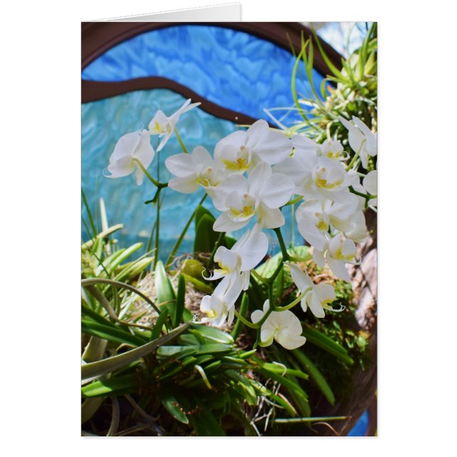 "Orquídeas blancas" (Frente)