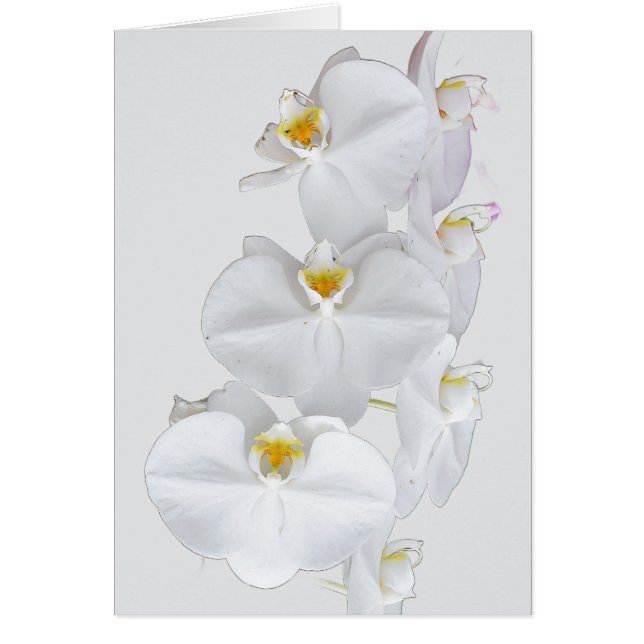 Orquídeas Blancas (Frente)