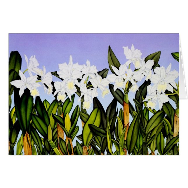 Orquídeas blancas de Cattleya (Anverso (Horizontal))