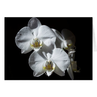 Orquídeas blancas de Phalaeonopsis