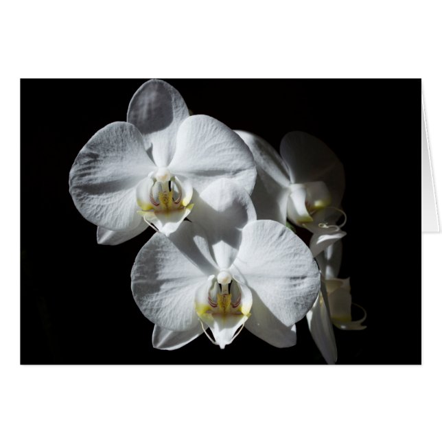 Orquídeas blancas de Phalaeonopsis (Anverso (Horizontal))