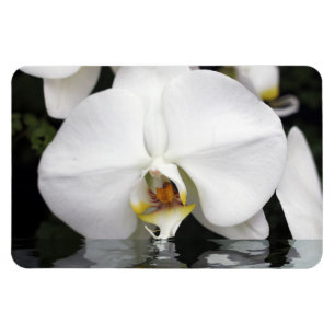 Orquídeas blancas en un imán fotográfico flexible 