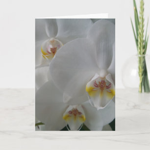 Orquídeas blancas en una tarjeta en blanco