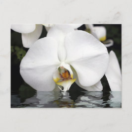 Orquídeas blancas que salen de la postal del agua