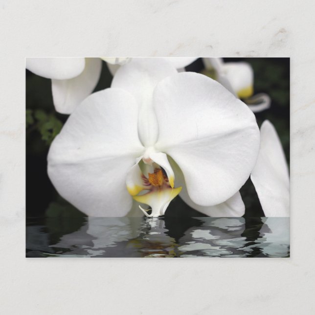 Orquídeas blancas que salen de la postal del agua
