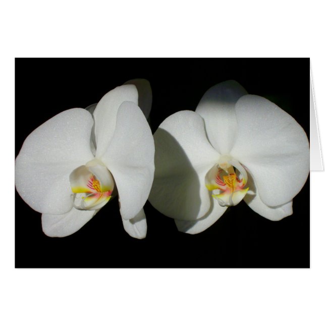 Orquídeas blancas románticas, foto floral tropical (Anverso (Horizontal))