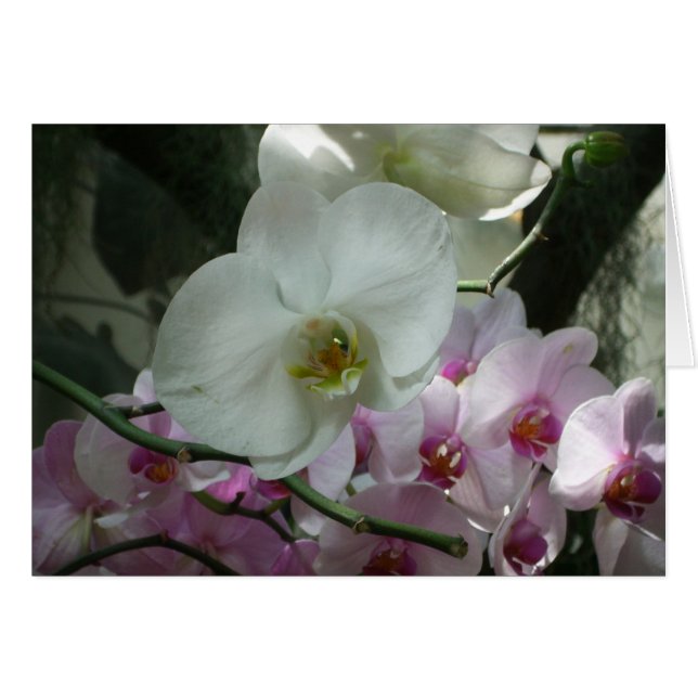 Orquídeas blancas y moradas (Anverso (Horizontal))