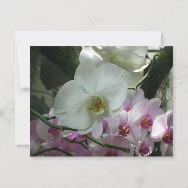 Orquídeas blancas y moradas (Anverso)