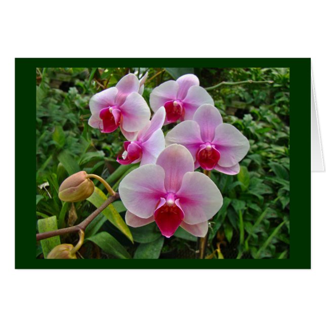 Orquídeas De Madera Rosa - Falenopsis (Anverso (Horizontal))