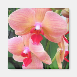 Orquídeas de Melocotón - Imán