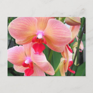 Orquídeas de melocotón - Tarjeta postal