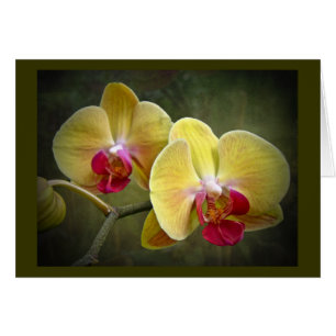 Orquídeas de polilla amarillas - Phalaenopsis