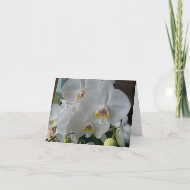 Orquídeas de polillas blancas en una tarjeta en bl (Anverso)